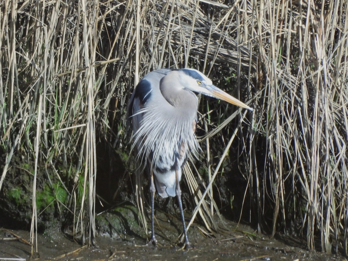 Great Blue Heron - ML644225987