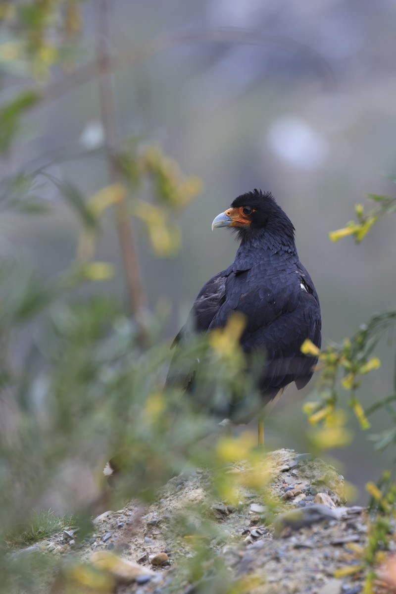 Caracara montagnard - ML644226007