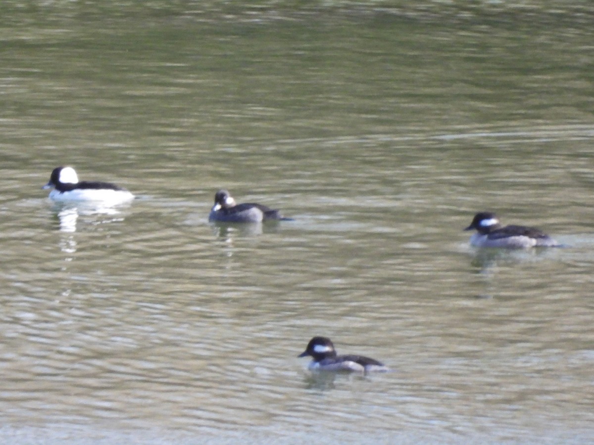 Bufflehead - ML644226009