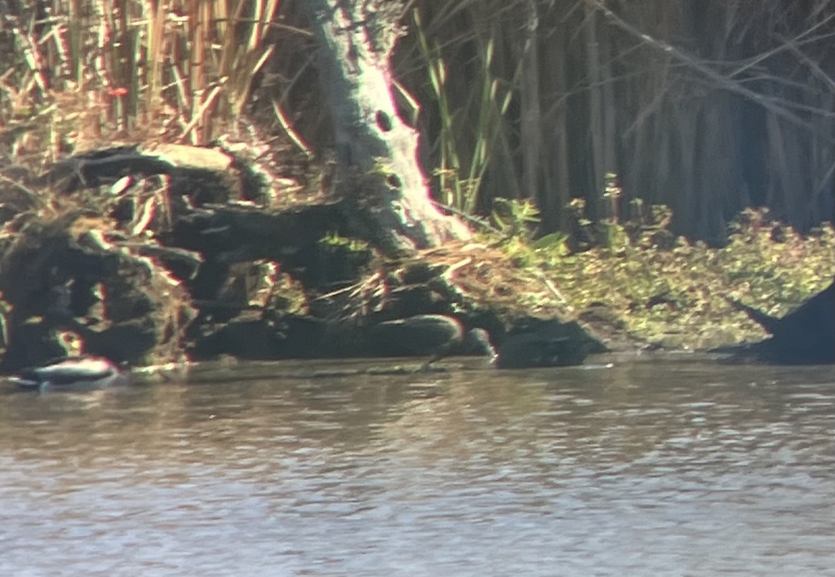 Glossy Ibis - ML644226033