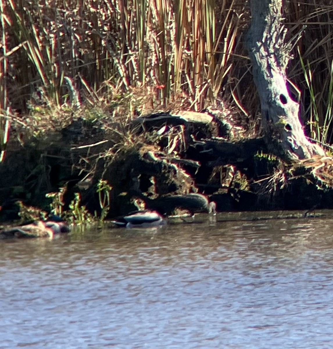 Glossy Ibis - ML644226034