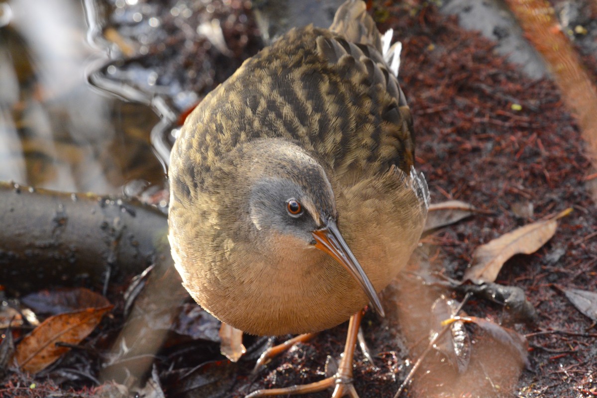 Virginia Rail - ML644226042