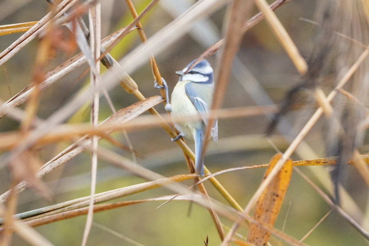 Eurasian Blue Tit - ML644226044