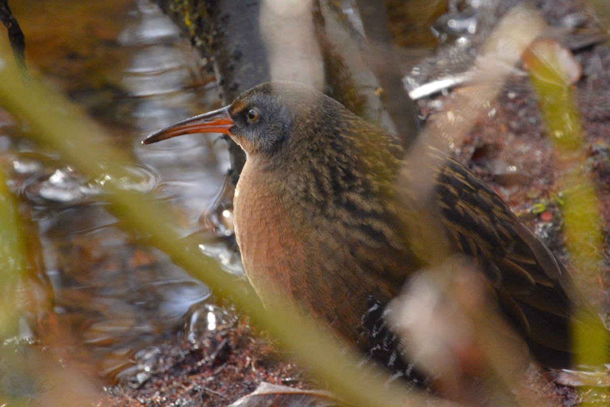 Virginia Rail - ML644226046