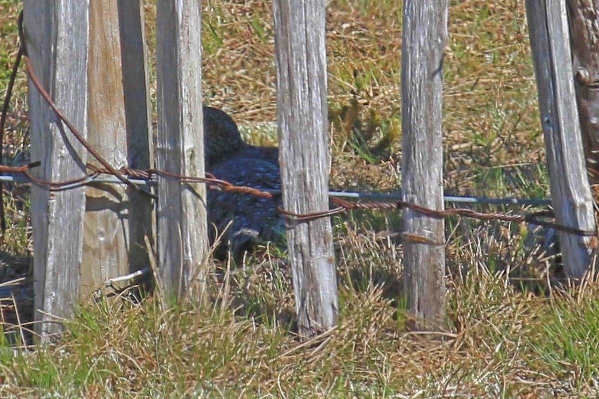 Куріпка тундрова - ML644226061