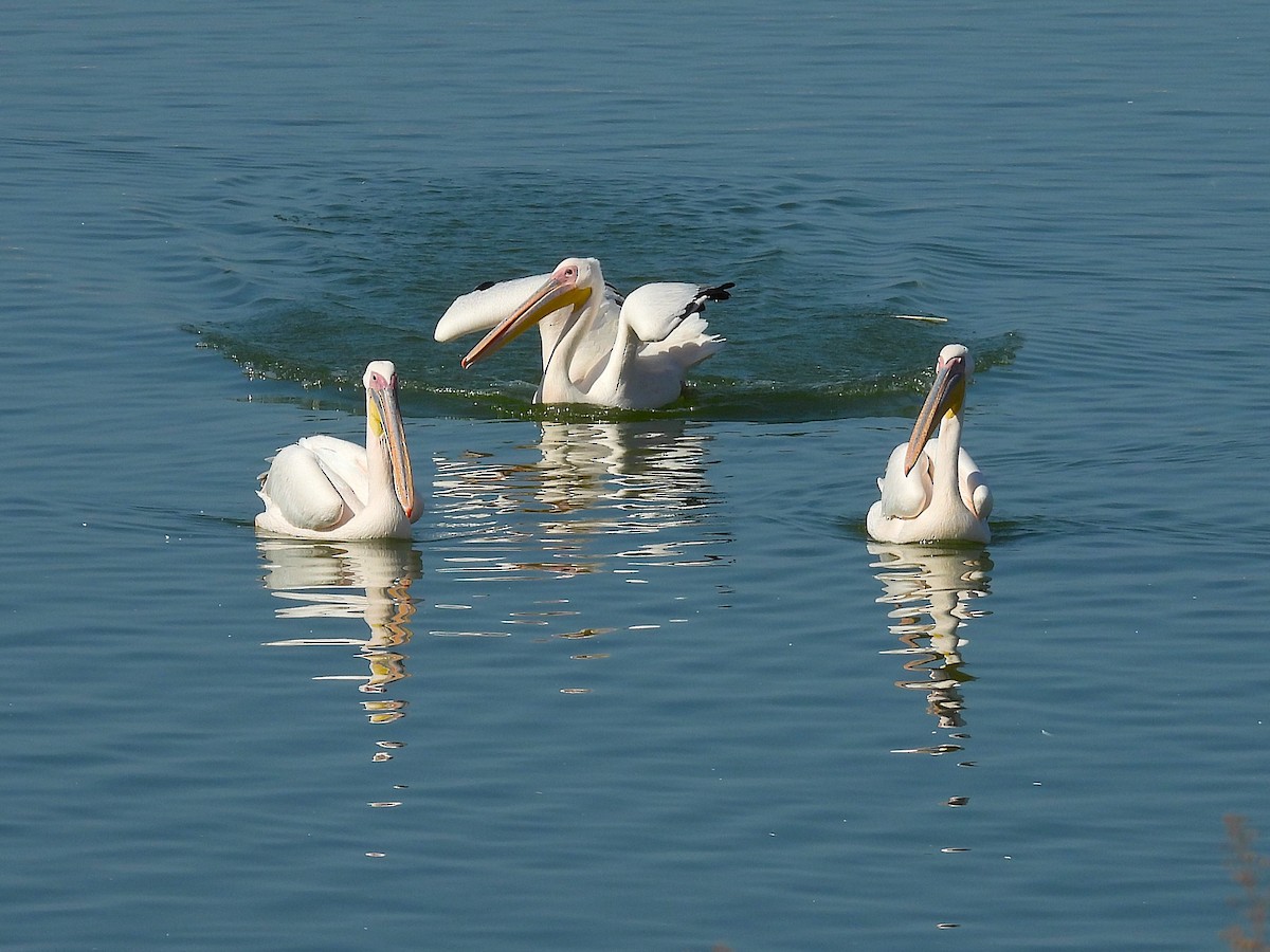 Great White Pelican - ML644226062
