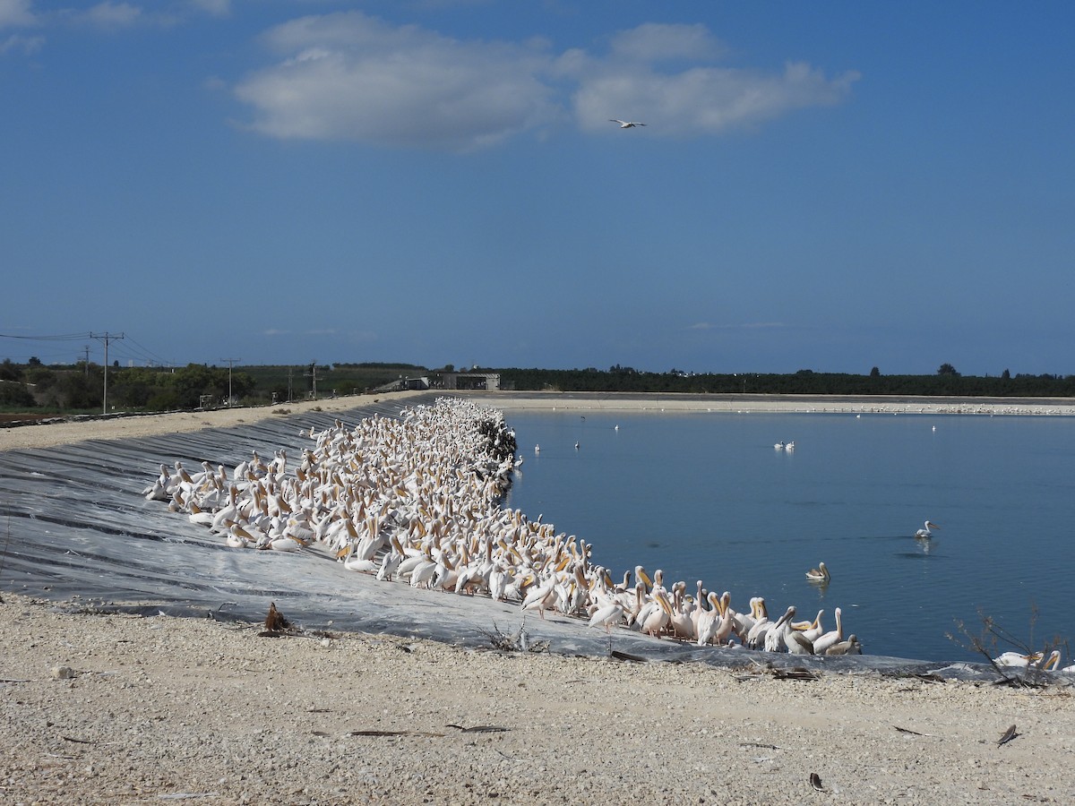 Great White Pelican - ML644226065