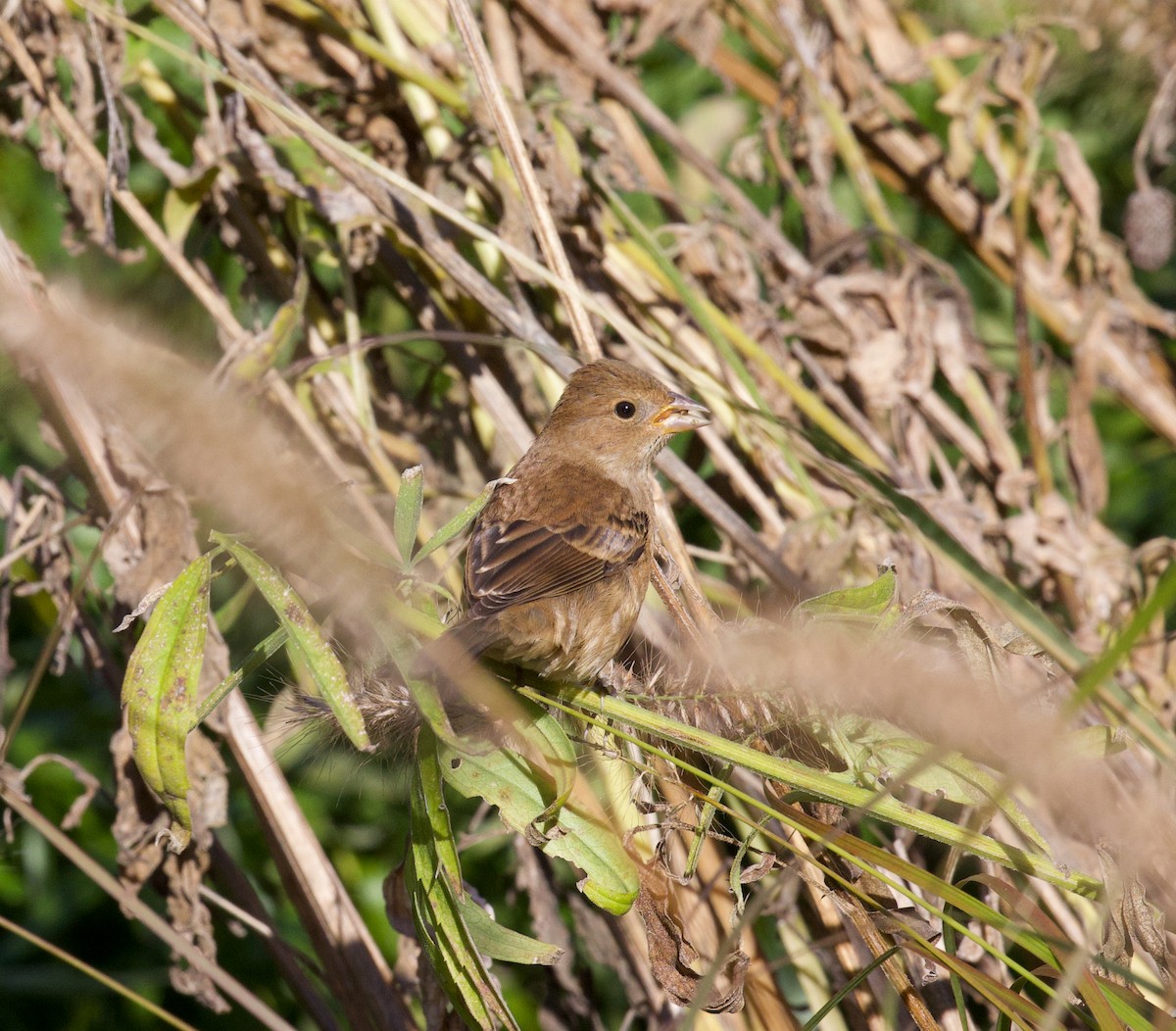 Passerin indigo - ML644226068