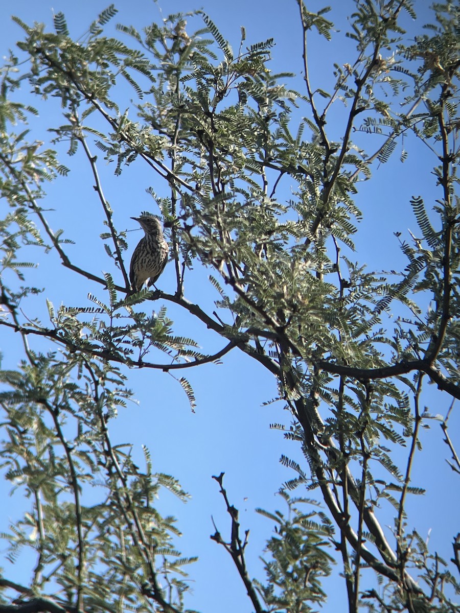 Sage Thrasher - ML644226073