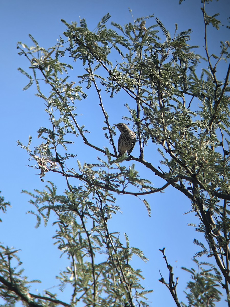 Sage Thrasher - ML644226074