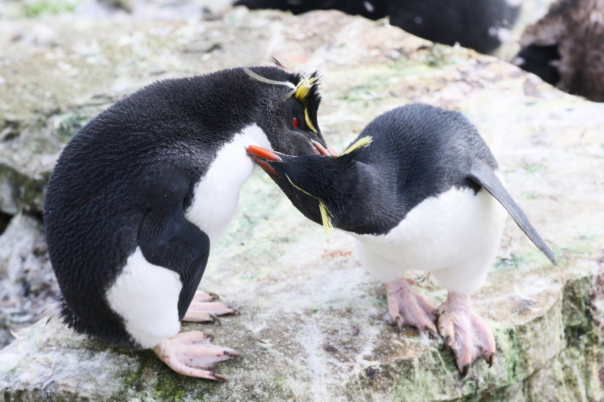Western Rockhopper Penguin - ML644226084