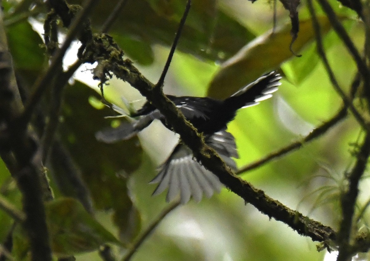 Dot-winged Antwren - ML644226086