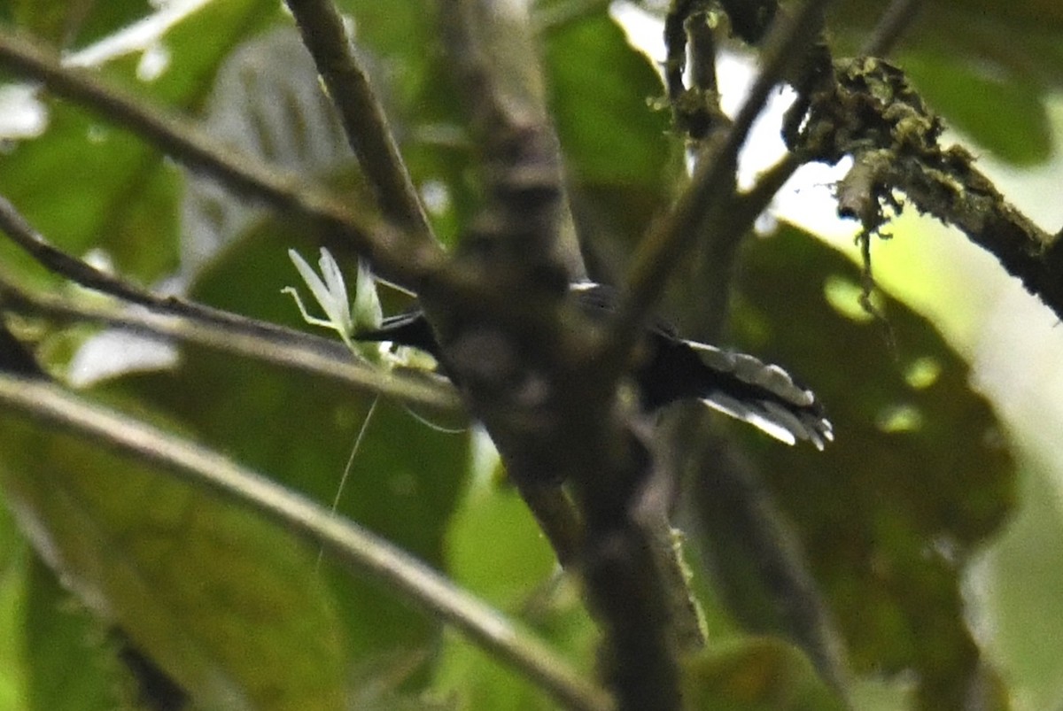 Dot-winged Antwren - ML644226090