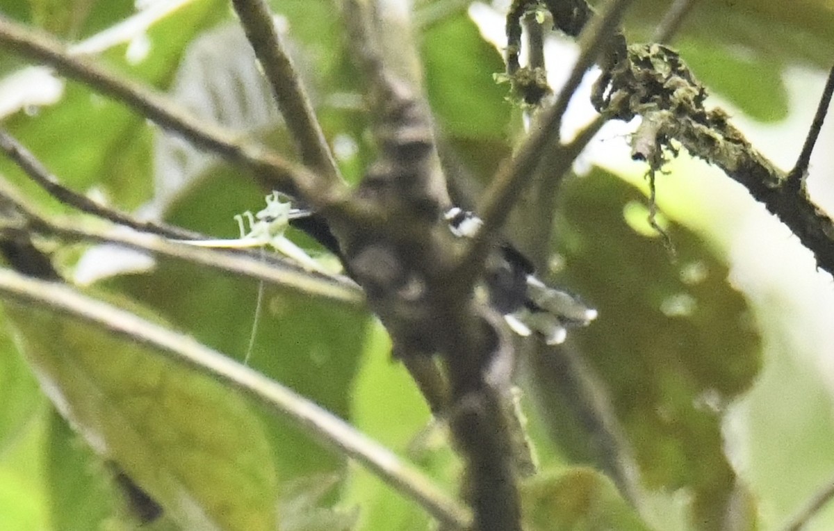 Dot-winged Antwren - ML644226093