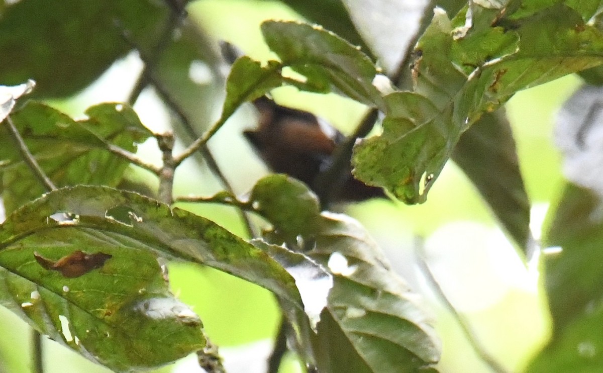 Dot-winged Antwren - ML644226096