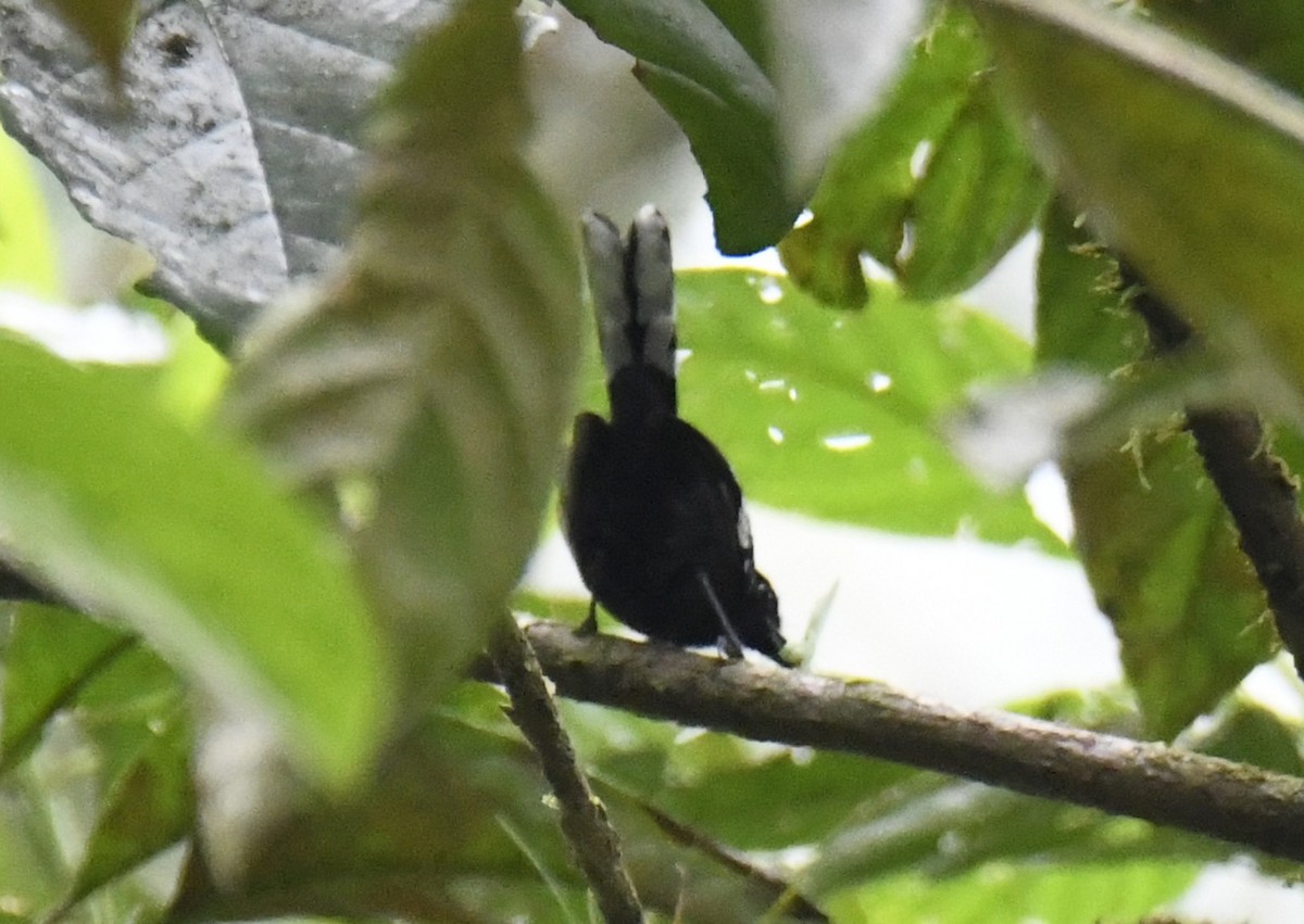 Dot-winged Antwren - ML644226098