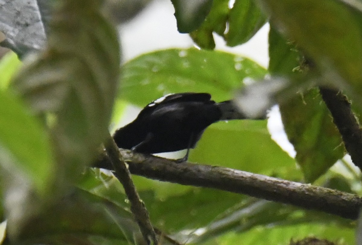 Dot-winged Antwren - ML644226108
