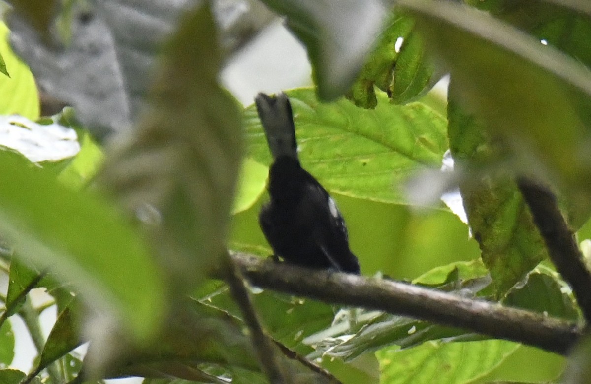 Dot-winged Antwren - ML644226114