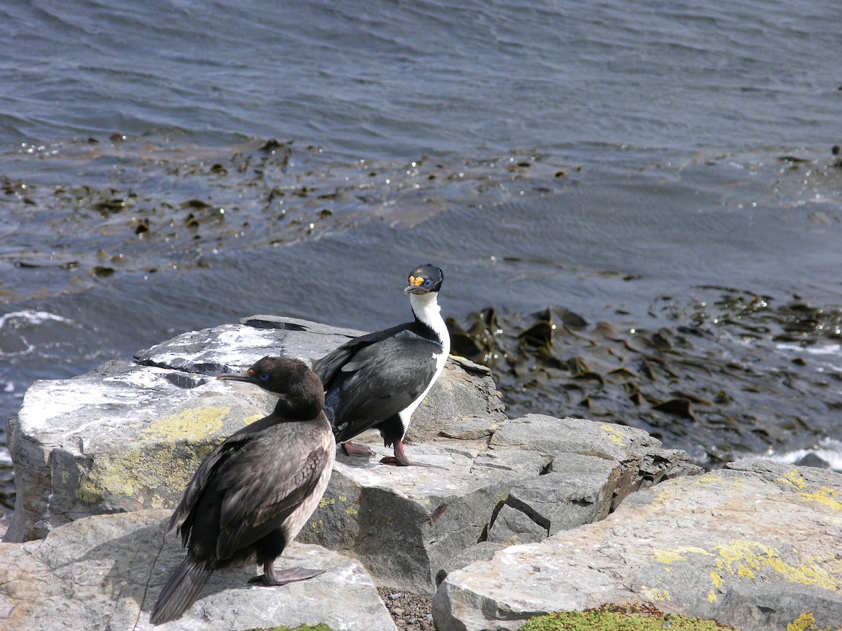 Imperial Cormorant (Kerguelen) - ML644226115