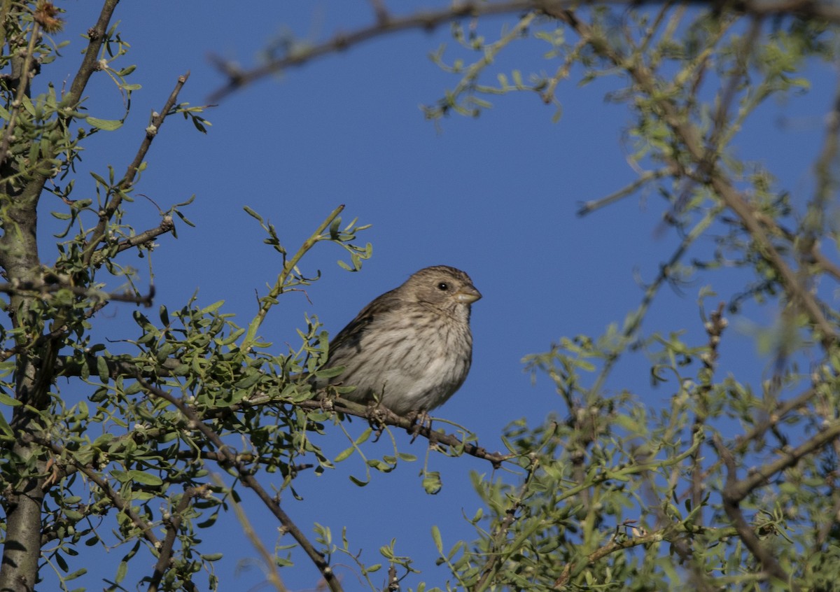 橙黃雀鵐 - ML644226141