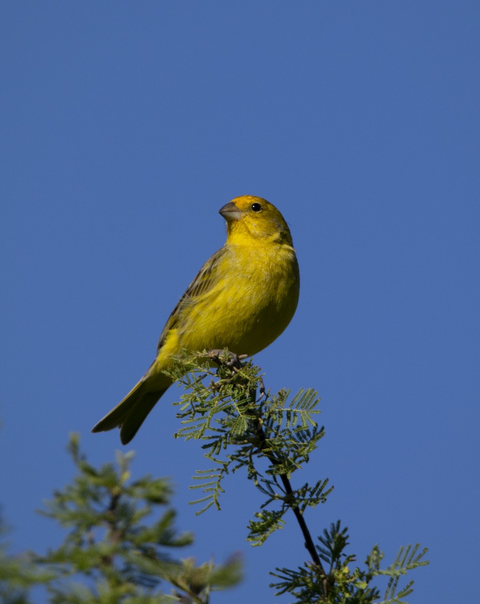 橙黃雀鵐 - ML644226142