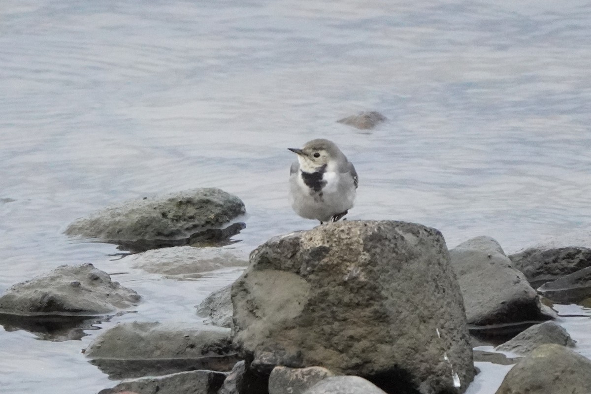 White Wagtail - ML644226153