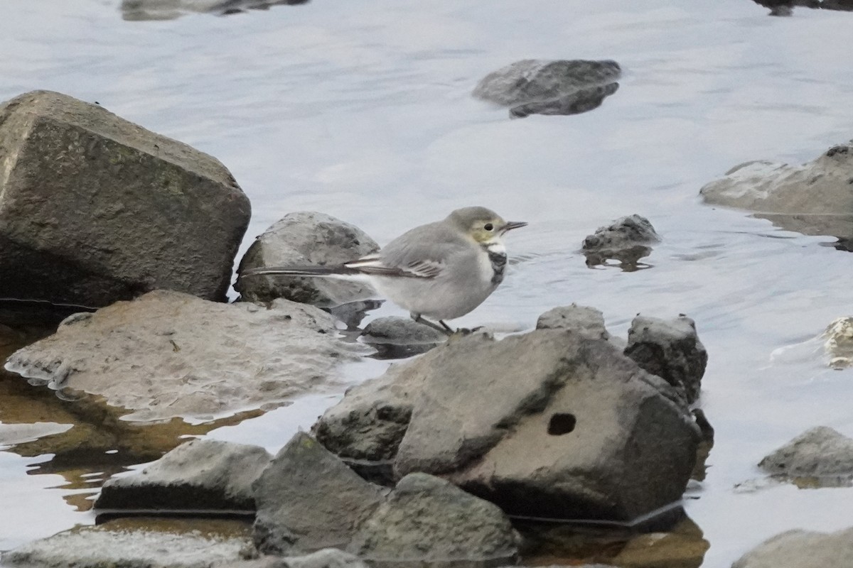 White Wagtail - ML644226154