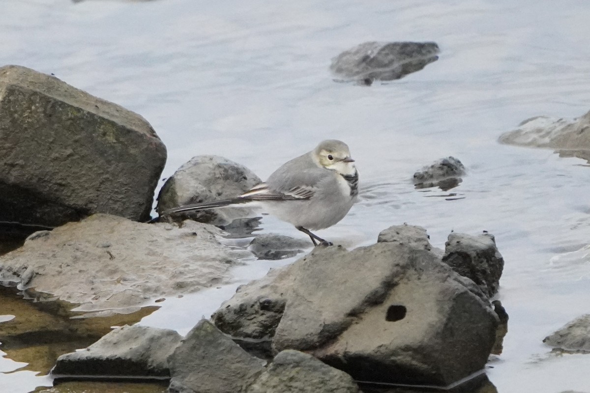 White Wagtail - ML644226155