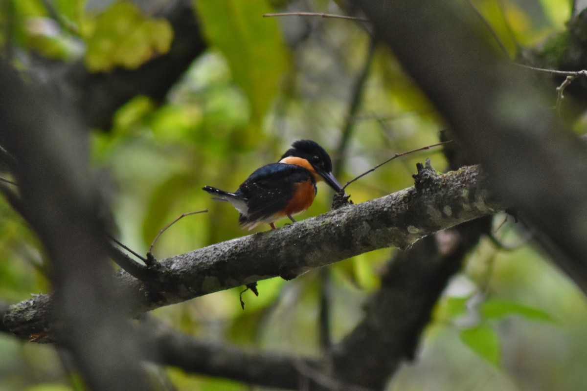 bronseisfugl - ML644226165