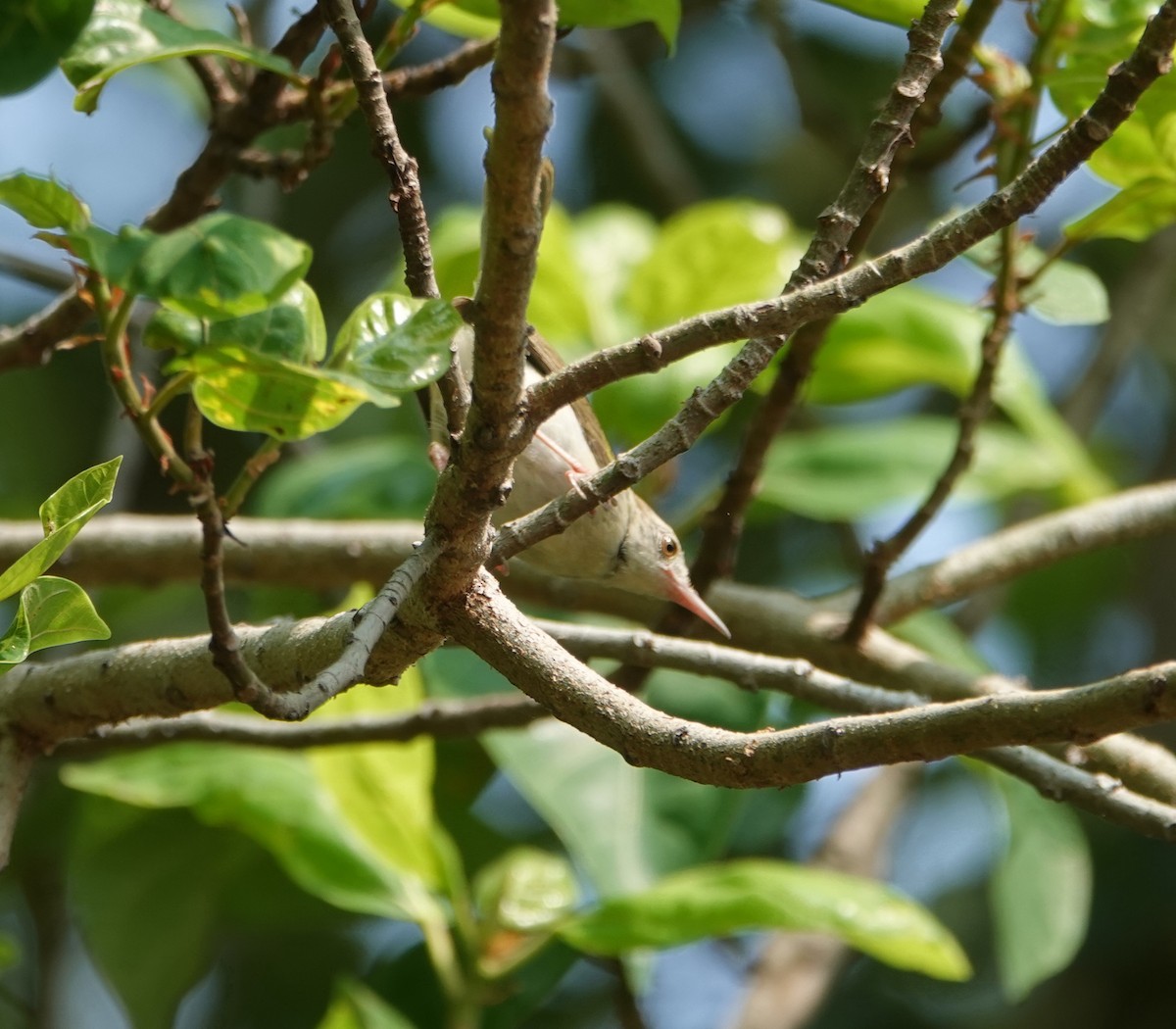 langstjertskredderfugl - ML644226166