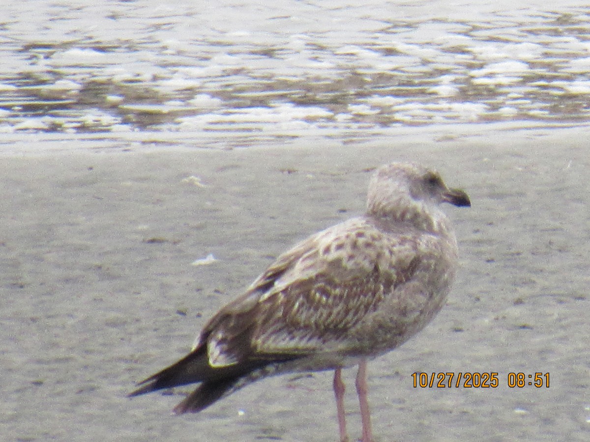 Western Gull - ML644226167