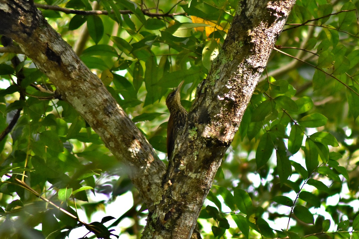 シロハシオニキバシリ - ML644226186