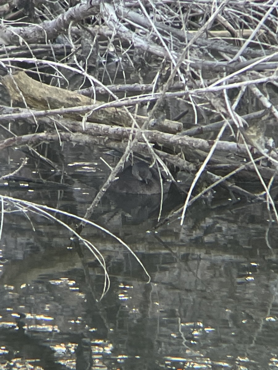 Least Grebe - ML644226187