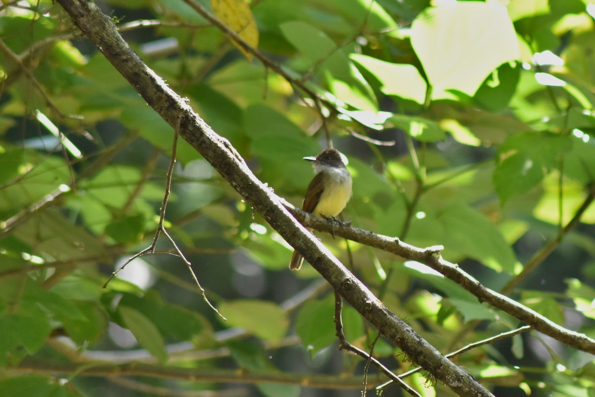 Dusky-capped Flycatcher - ML644226200