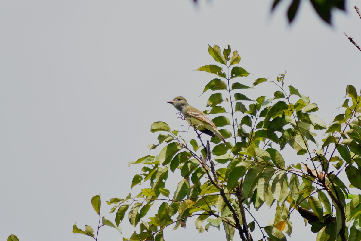 Great Crested Flycatcher - ML644226203