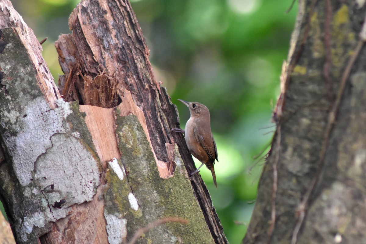 Southern House Wren - ML644226242