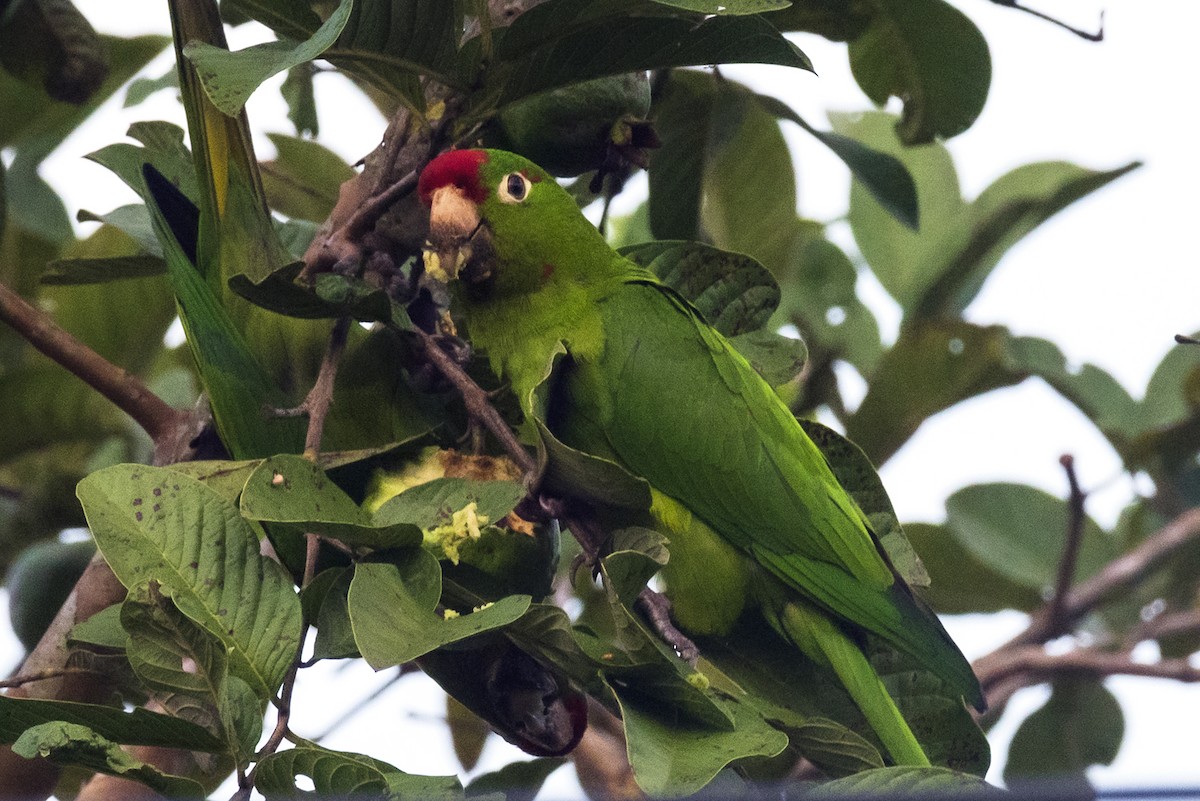 Conure de Finsch - ML644226245