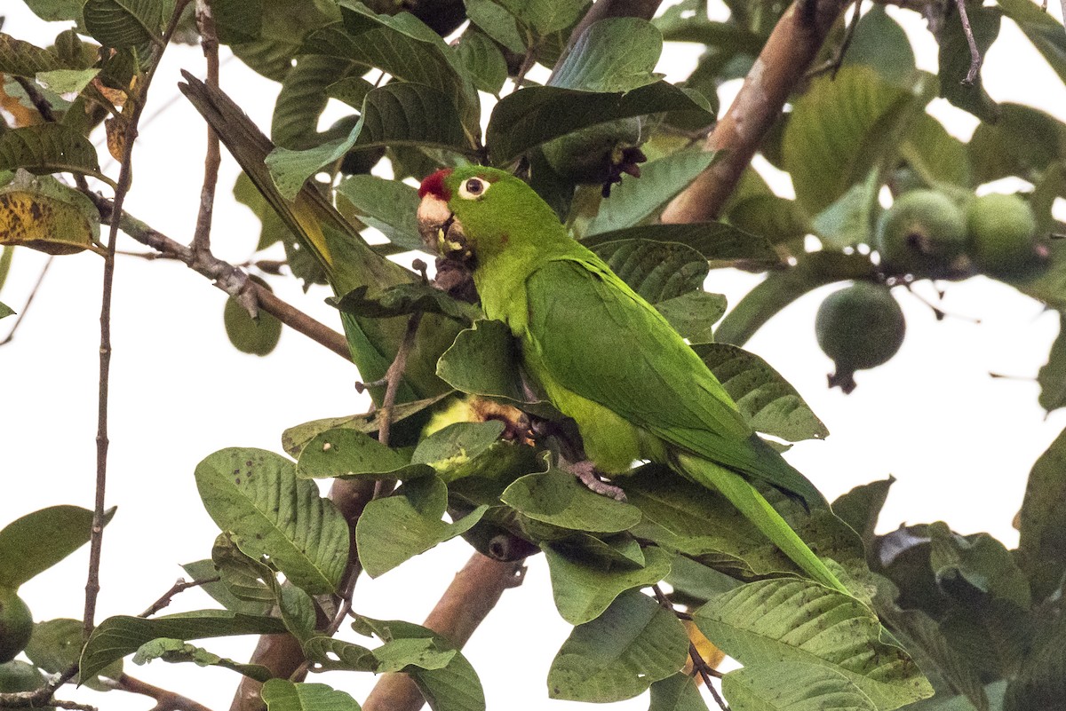 Conure de Finsch - ML644226246