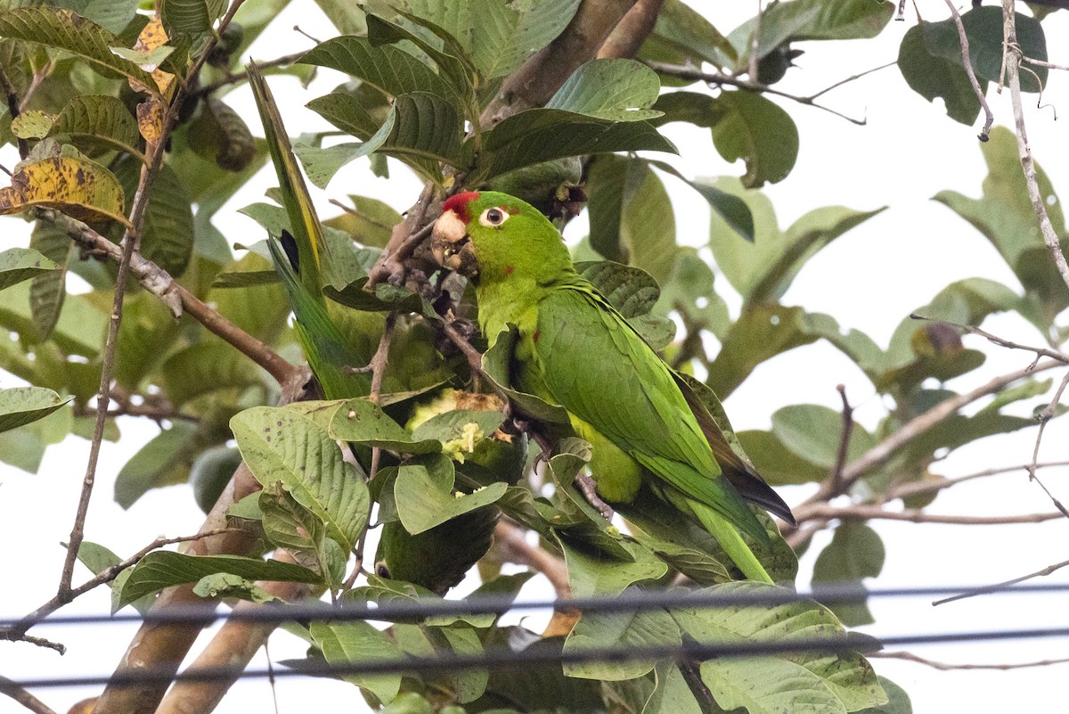 Conure de Finsch - ML644226247