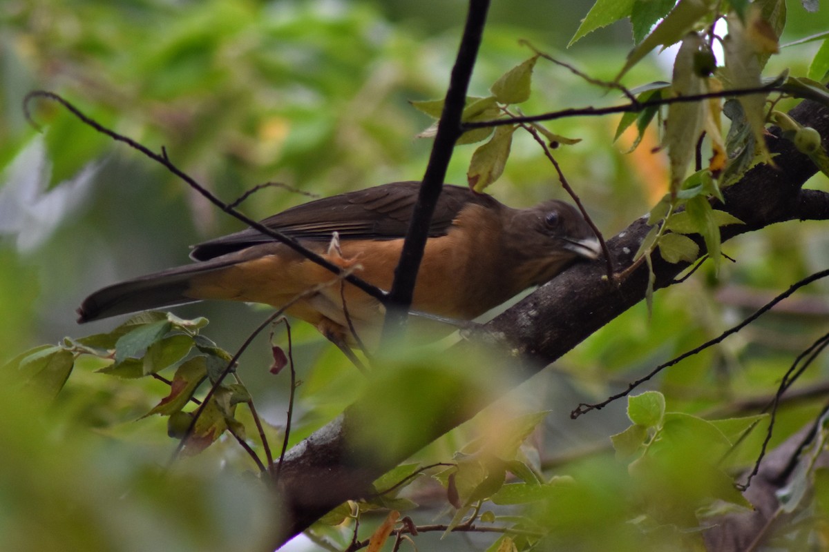 Clay-colored Thrush - ML644226248