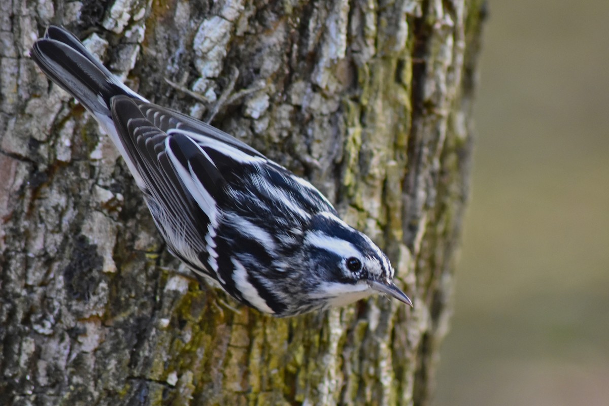 Black-and-white Warbler - ML644226252