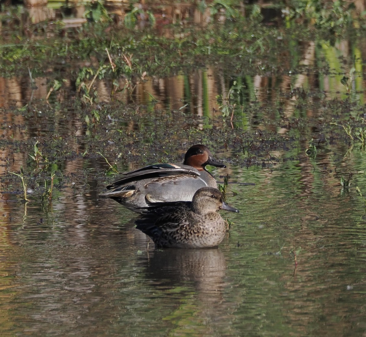 Green-winged Teal - ML644226253