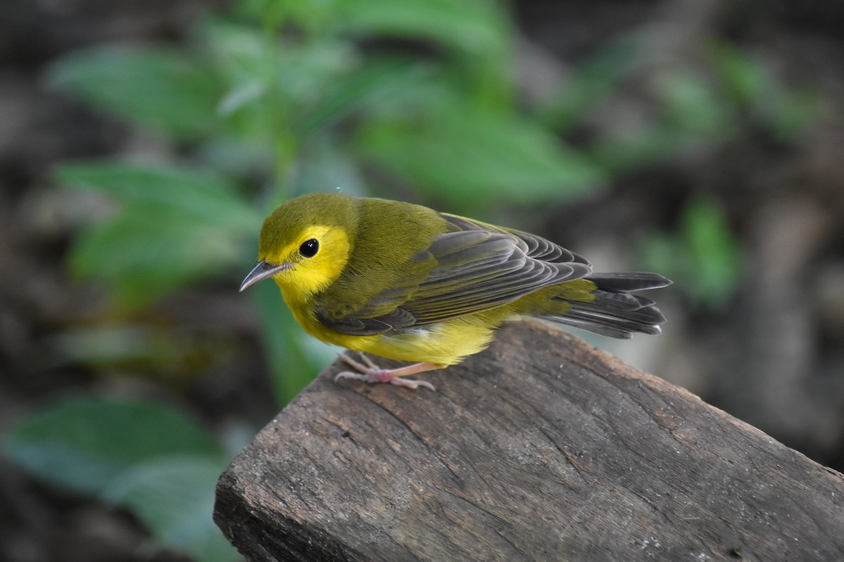 Hooded Warbler - ML644226260