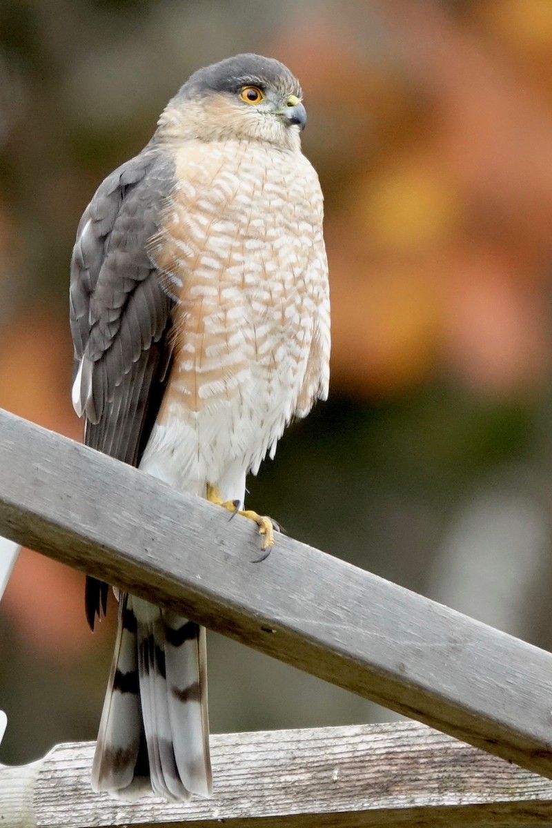 Sharp-shinned Hawk - ML644226262