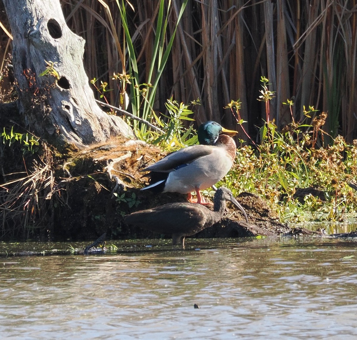 Glossy Ibis - ML644226263