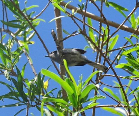 maskemyggsmett - ML644226264