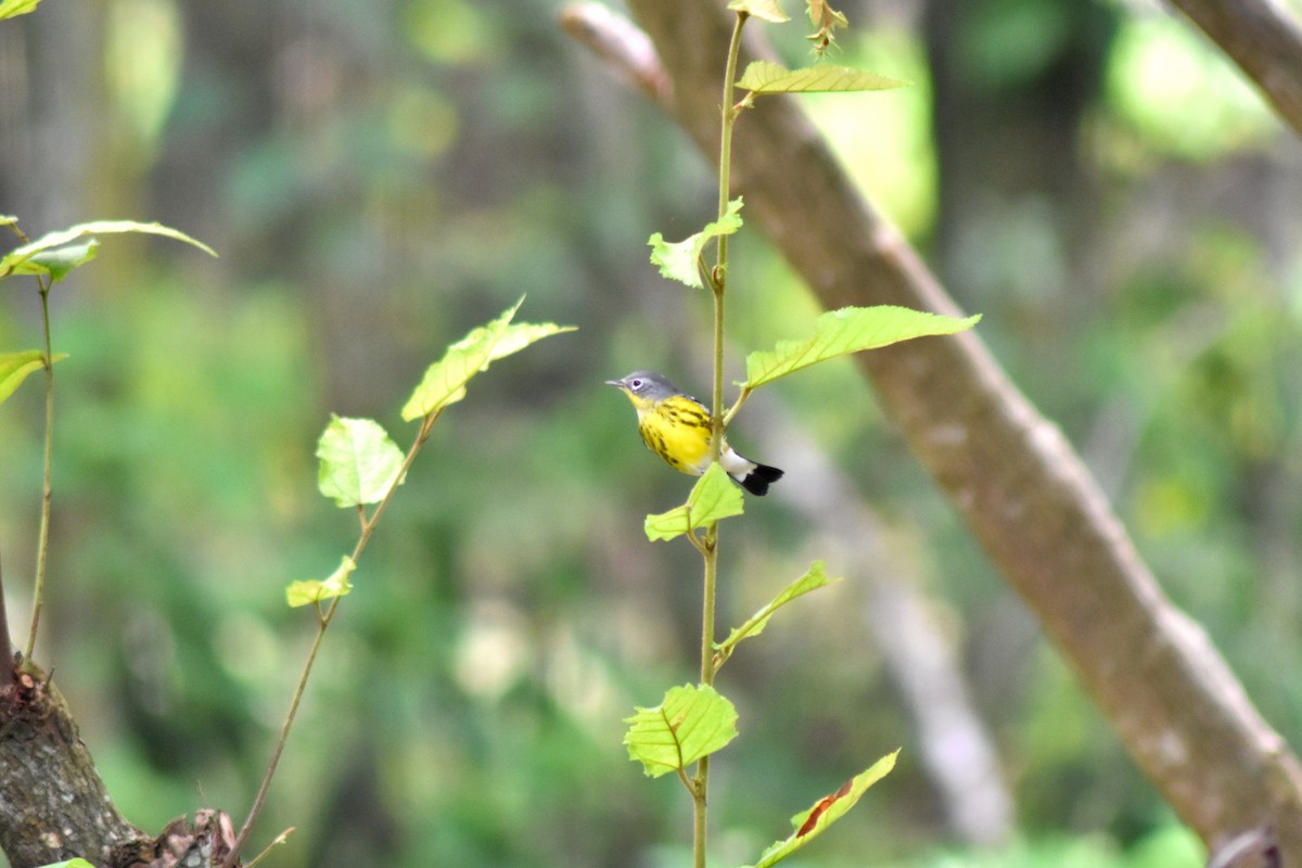 Magnolia Warbler - ML644226270