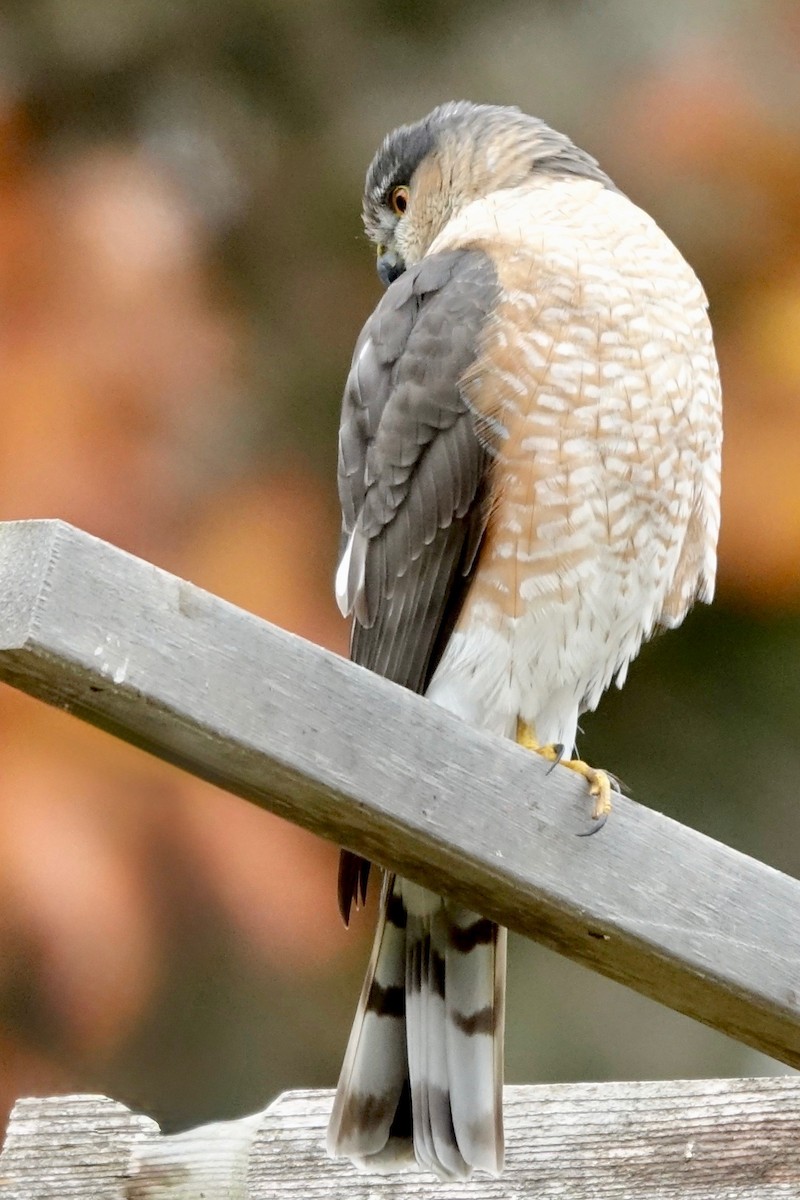 Sharp-shinned Hawk - ML644226273