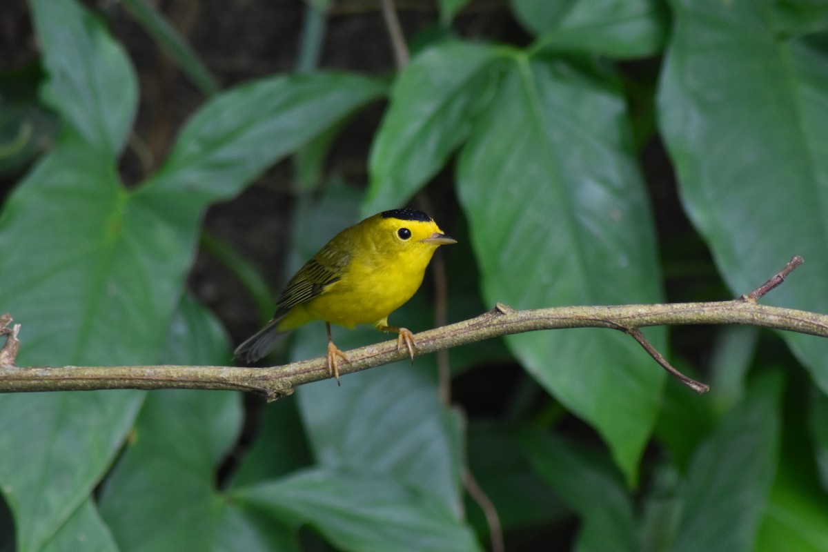 Wilson's Warbler - ML644226288