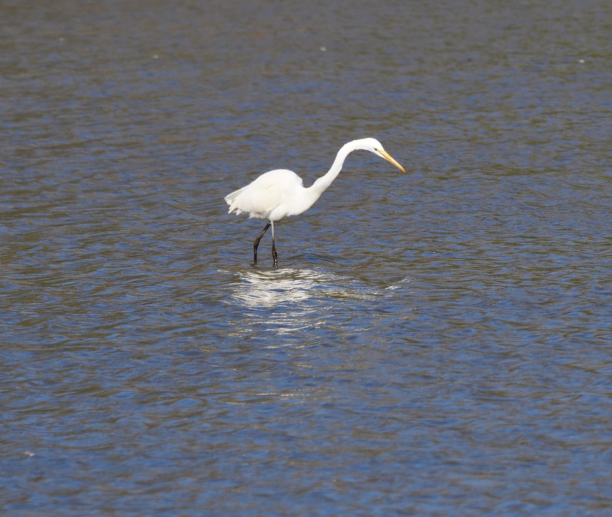 Great Egret - ML644226291